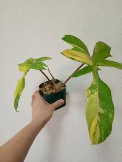 2026年最新】フィロデンドロンフロリダビューティーの人気アイテム