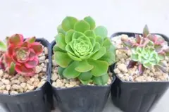 黒法師 緑カシミヤバイオレット 大きめ 全部抜き 多肉植物 - メルカリ