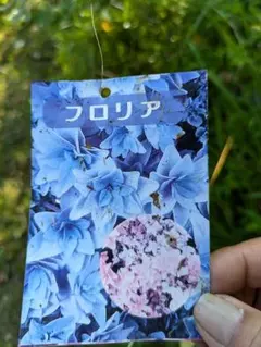 【花苗】ヤマアジサイ　おりひめ　大苗　6号　タグ付き　メルカリ便発送 花苗】ヤマアジサイ おりひめ 大苗 6号 タグ付き メルカリ便発送