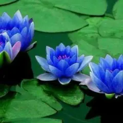 2025年最新】睡蓮鉢 青の人気アイテム - メルカリ