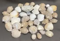 いろいろな貝殻 41個セット
