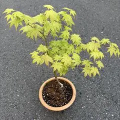 モミジ 彗星 鉢植え 苗木 H60cm前後 イロハモミジ ヤマモミジ カエデ