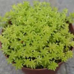 黄金細葉万年草 抜き苗 セダム - メルカリ