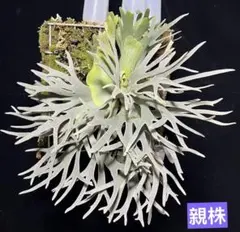 2026年最新】bacteria ビカクシダの人気アイテム - メルカリ