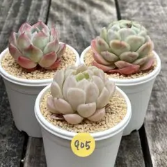 SALE❗️905多肉植物　カット苗　寄せ植え　人気3種セット❣️