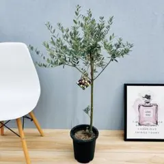 2025年最新】SOUJU オリーブセント・キャサリンの人気アイテム