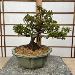 皐月(さつき)】 