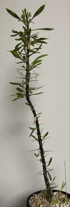 2026年最新】プルプシー 挿木の人気アイテム - メルカリ