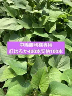 紅はるか切り苗 1000本 茨城県産 PVP付き　サツマイモ苗　大口対応可 紅はるか切り苗 1000本 茨城県産 PVP付き サツマイモ苗 大口対応可