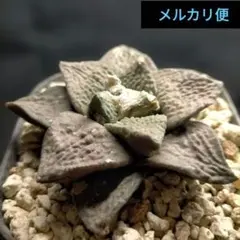 2026年最新】竜角牡丹の人気アイテム - メルカリ