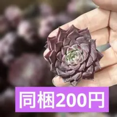 すぬこ様 リクエスト 4点 まとめ商品