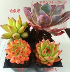 Miracle shell セール開催様 リクエスト 3点 まとめ商品