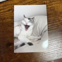 けいこ写真　猫　スリマ　3markets カザマタカフミ