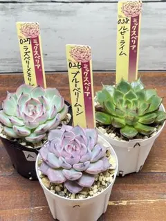 191210-1017 ミックスベリア 004 片想い 6cmポット おらいさん苗 多肉植物 現品 多肉植物 oriミックスベリア No.057 白銀姫 多肉植物 おらいさん苗 送料無料 エケベリア 6cmポット | フラワーネット 日本花キ流通