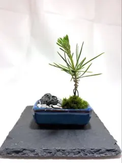 黒松 ミニ盆栽 小品盆栽 苔仕立て 陶器鉢 初心者向け - メルカリ