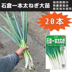 2026年最新】長ネギ苗の人気アイテム - メルカリ