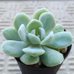 雲の花　ミックスベリア　おらいさん苗　多肉植物