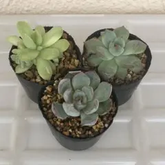 2025年最新】龍鱗蓮華の人気アイテム - メルカリ