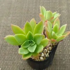 薄化粧×錦晃星 多肉植物抜き苗うに - メルカリ