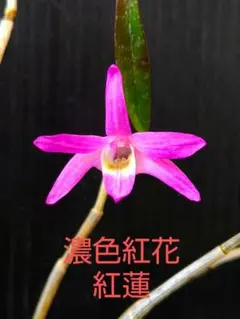胡蝶蘭 原種 ビオラセア ヴィオラケア Phal ファレノプシス 洋蘭