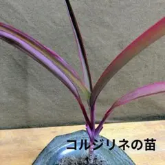 コルジリネの苗 観葉植物