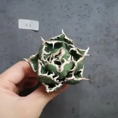 最終一株】清櫻 Seoセオ脇芽 アガベ オテロイ チタノタ - メルカリ