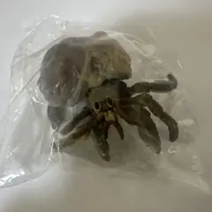 新品未開封 オオヤドカリ 地球生命紀行 蟹・海老