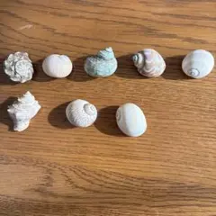 ヤドカリハウス　自然の貝殻 8個セット