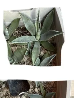 2026年最新】アガベ アメリカーナ 子株の人気アイテム - メルカリ