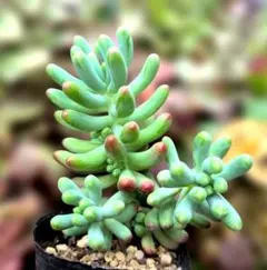 多肉植物♡新芽いっぱい♡増やそ〜♪乙女心（抜き苗）
