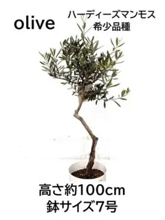 オリーブの木　アザパ　7号　約100cm　K-417　希少品種　現品掲載 オリーブの木 アザパ 7号 約100cm K-417 希少品種 現品掲載 - メルカリ
