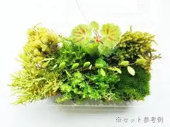 【清流の恵】南紀の天然苔＆山野草10種Lサイズ｜オーダー後採取｜苔テラリウム用のサムネイル