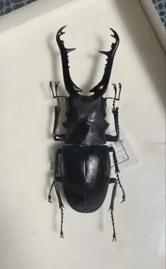 【超特大】野外採集品　ギラファノコギリクワガタ3頭セット　昆虫標本 m99858225456_1.jpg?1724815353