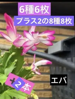 デンマークカクタス豪華セット 8種8枚挿し穂(送料込み)