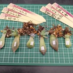 週末限定　多肉植物　葉挿し　ミックスベリアおらいさん苗