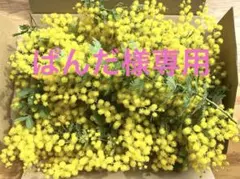 フレッシュミモザ　宅急便コンパクト　保水アリ