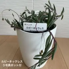 多肉植物　ルビーネックレス　３号黒ポット付