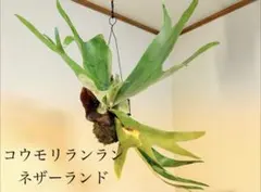 は*き様 ティランジア ピンクソルベット T