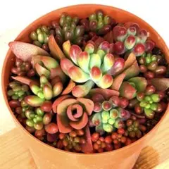 Kazu様ご確認専用