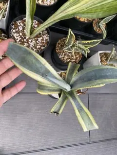 2025年最新】フランゾシニー錦の人気アイテム - メルカリ