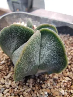 サマー様 リクエスト 2点 まとめ商品