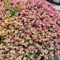 多肉植物　セダム　カリシア　50カット 9bf36af0fcd3495eeca64bd8cc2b39