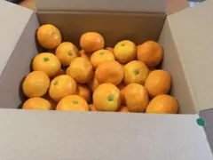 ハウスみかん　小玉1.8キロ　静岡県産のサムネイル