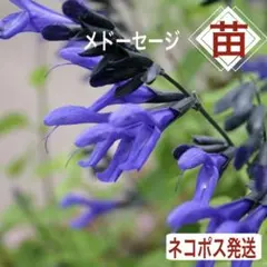 2026年最新】サルビアガラニチカの人気アイテム - メルカリ