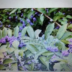 tegunessさま専用