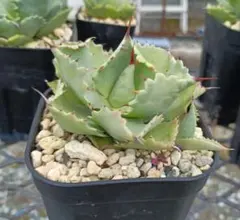 kohaku様 リクエスト 2点 まとめ商品