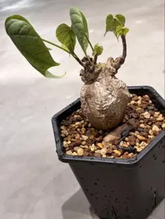 ヒドノフィツム・フォルミカルム 塊根植物 コーデックス - メルカリ