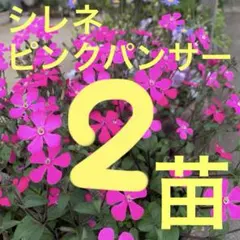 Emiko様専用4株 根付き♪シレネピンクパンサー苗♪ミニ2株No13