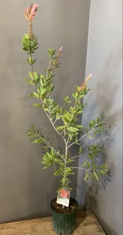 ブラシノキ 鉢植え 常緑樹 観葉植物 引取り限定 2本セット