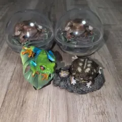 カエル ガチャセット
